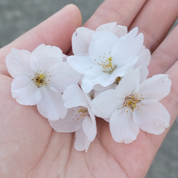 bridgetbotanist